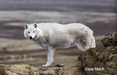 Arctic wolf essay