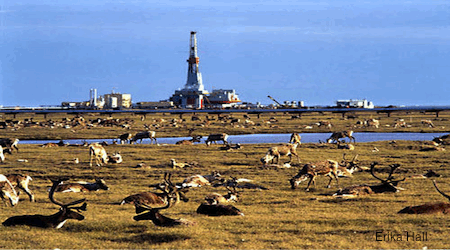 Arctic Caribou Herd