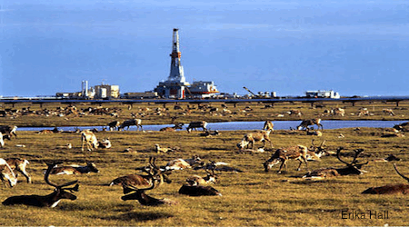 Arctic Caribou Herd Arctic Caribou Herd