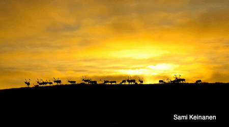 Arctic Caribou Silhouette Arctic Caribou Silhouette