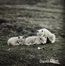 White Wolf Pups
