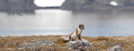 Arctic Fox Arctic Fox