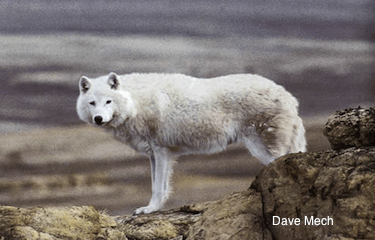 Arctic Wolf on a Rock