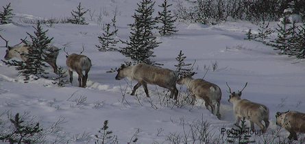 Caribou Herd Caribou Herd