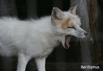 Arctic Fox yawning
