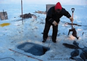 Catching Greenland Halibut through the ice