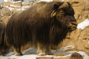 Musk Oxen