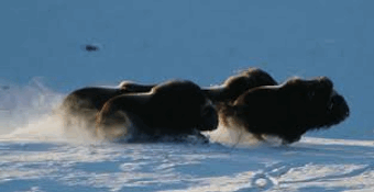 Muskox Running