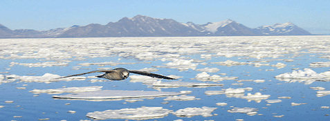 Northern Fulmar Northern Fulmar