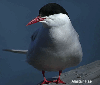 arctic tern close up