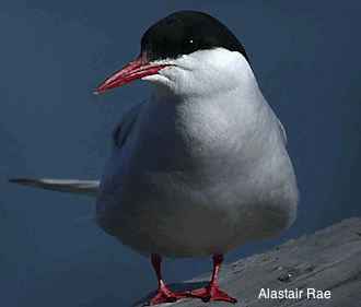 arctic tern close up arctic tern close up