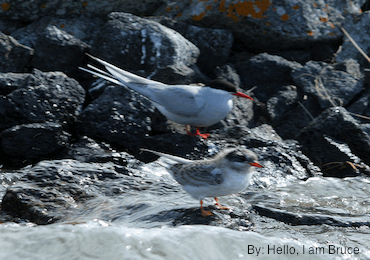 Tern Family