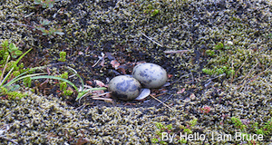 Arctic Tern Nest Arctic Tern Nest