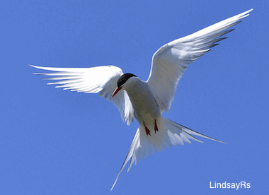 Arctic Tern In Flight