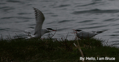 Two Arctic Terns