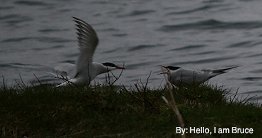 Two Arctic Terns Two Arctic Terns