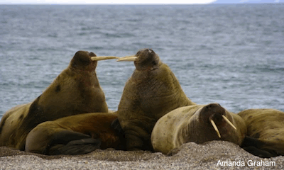 walrus on pebble beach