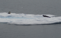 ice pan with seals