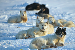 Sled Dogs at Alert Nunavut