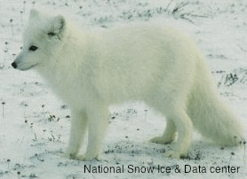 Polar Fox on Snow
