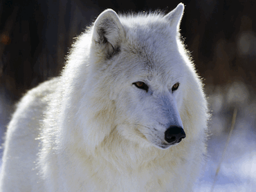 Arctic Wolf Closeup