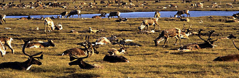 Arctic Caribou Arctic Caribou