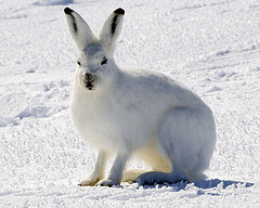 Arctic Hare Arctic Hare