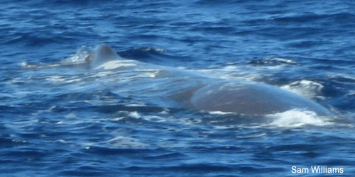 Arctic Whale Arctic Whale