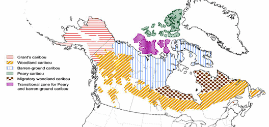 Reindeer Distribution Map