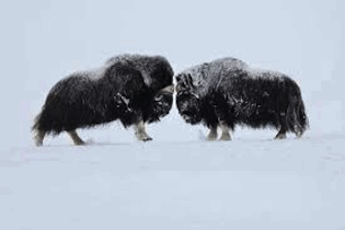 muskox charging