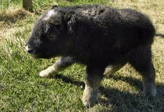 Muskox Calf