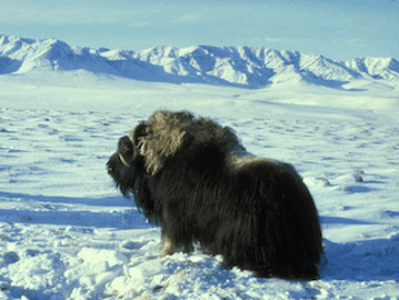 muskox in snow