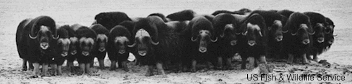 Muskox in Formation