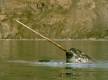 Narwhal in calm water