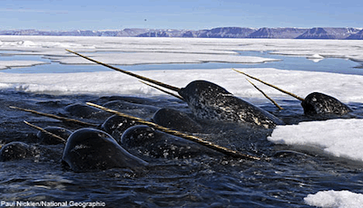 narwhal pod