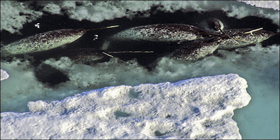 Narwhal in ice flow