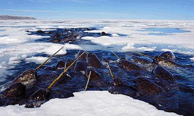 Narwhal in ice