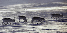 Peary Caribou Peary Caribou