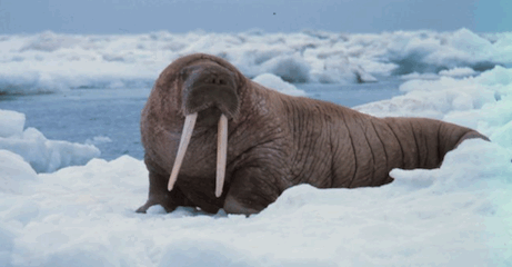 Walrus on Ice