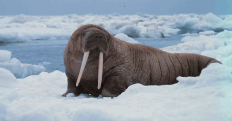 Walrus on Ice Walrus on Ice