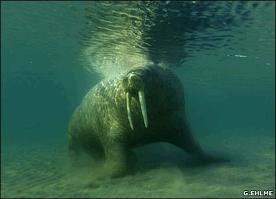 Walrus under water