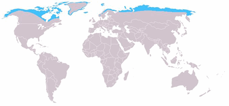 White Fox Distribution map