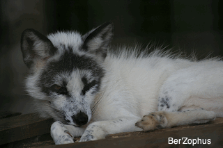 arctic fox laying down arctic fox laying down