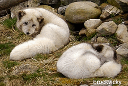 Two Arctic Fox Two Arctic Fox