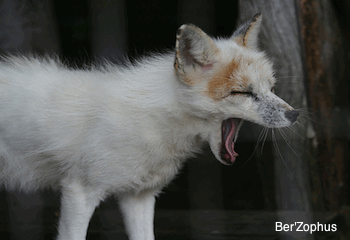 Arctic Fox yawning Arctic Fox yawning