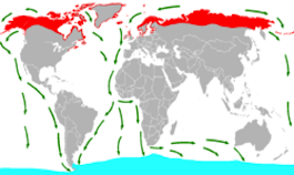 Tern Migration Map