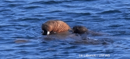 walrus pup on mothers back