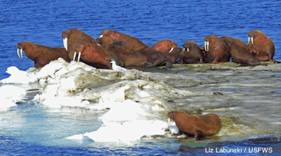 Walrus on Ice Pan