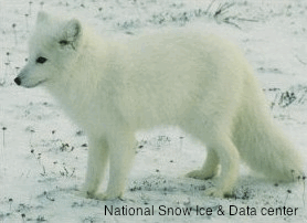 Polar Fox on Snow Polar Fox on Snow