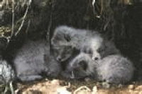 arctic fox pups arctic fox pups